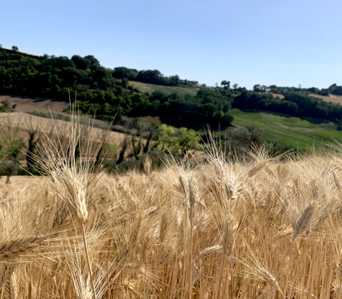 Bio Tour e museo Girolomoni campo di grano